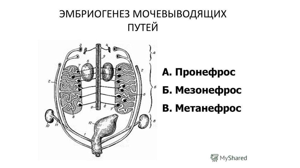 Мочеполовая система женщины фото