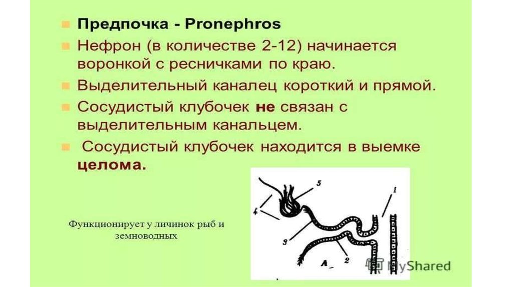 Мочеполовая система человека - презентация онлайн
