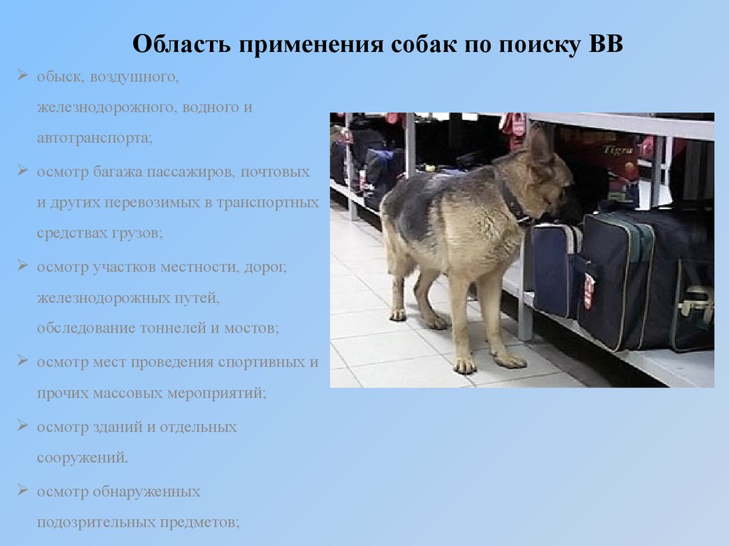 Применение собак. Поиск взрывчатых веществ собакой. Породы собак для поиска взрывчатых веществ. Собаки для розыска взрывчатых веществ породы. Применение собак для поиска взрывчатых веществ.