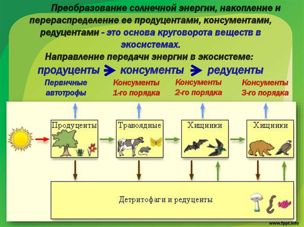 Биологические системы используют. Трофическая структура агроэкосистемы. Элементы трофической структуры экосистемы. Трофическая пищевая структура. Структура биогеоценоза продуценты консументы редуценты.
