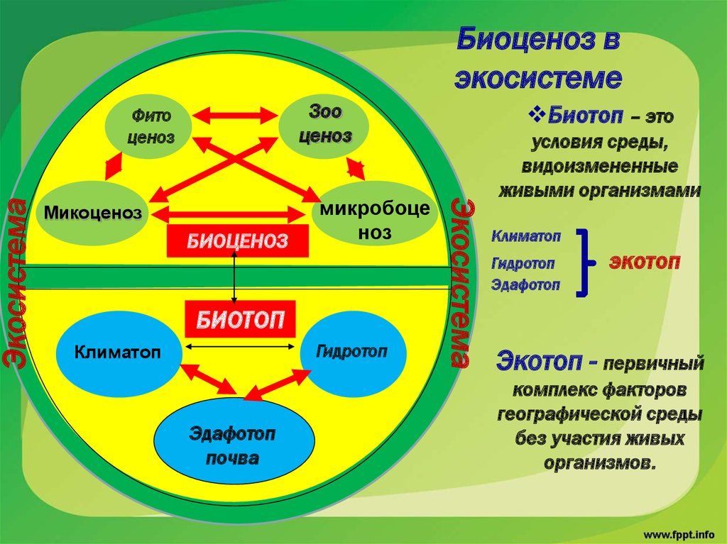 Примером биогеоценоза может служить организм человека