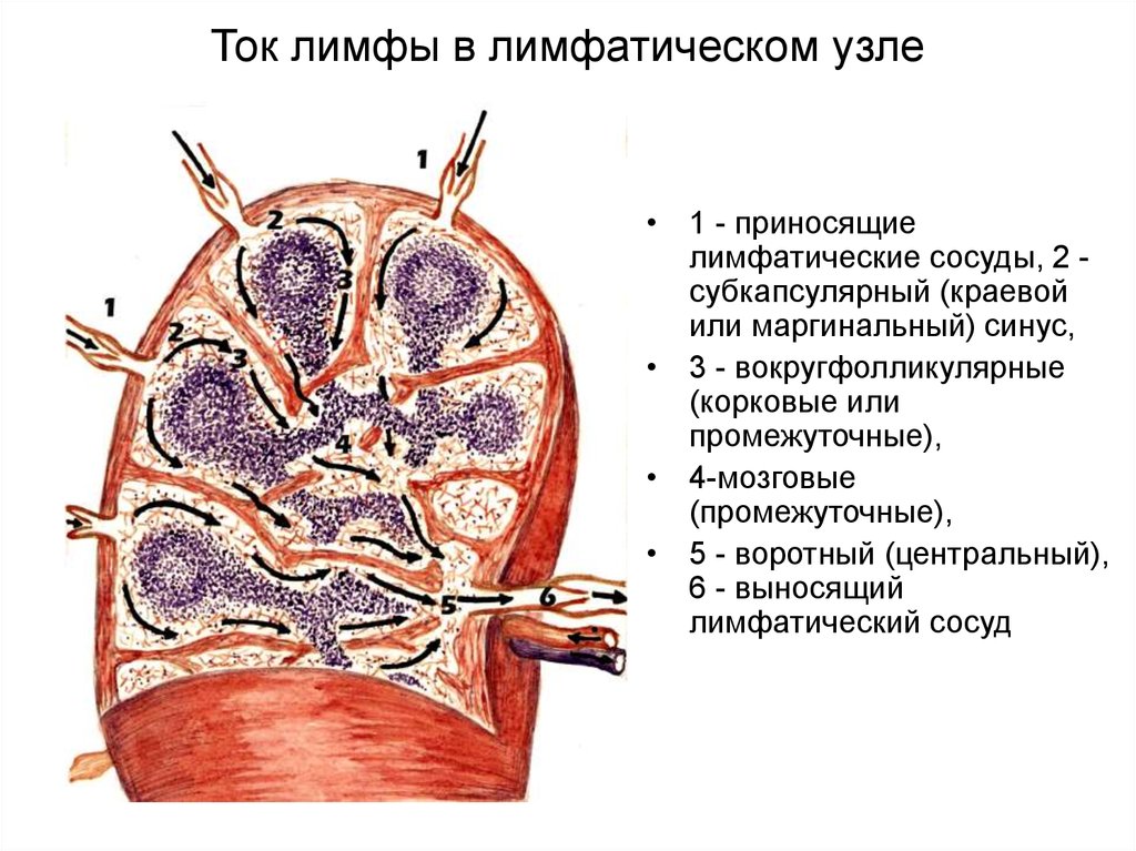 Ток лимфы схема