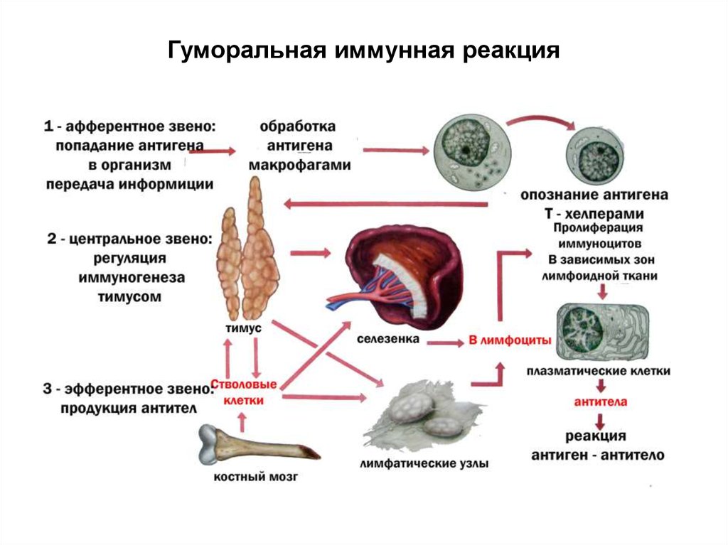 Гуморальная иммунная реакция