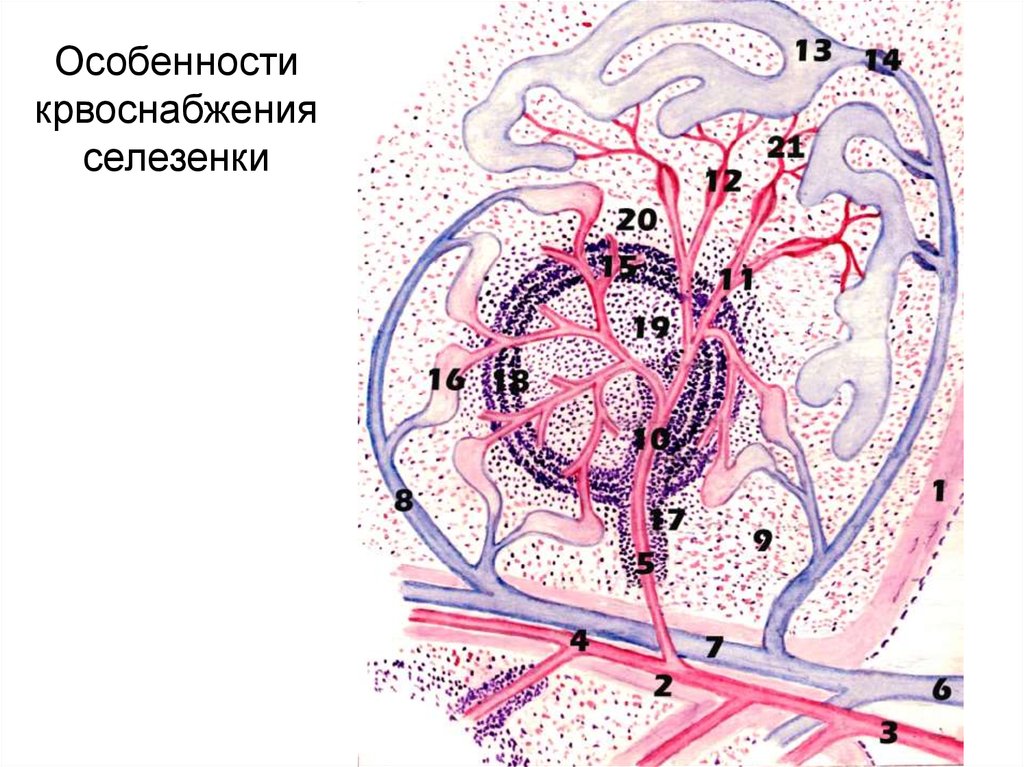 Особенности крвоснабжения селезенки