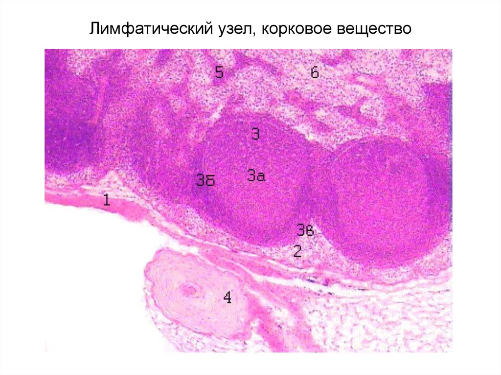 Лимфатический узел гистология рисунок с подписями