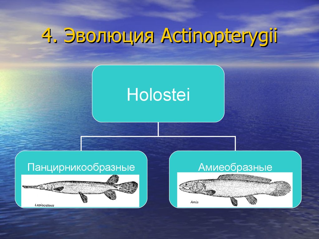 Стадии развития костной рыбы. Эволюция костных рыб. Развитие костных рыб. Ганоидные рыбы представители. Панцирникообразные рыбы представители.