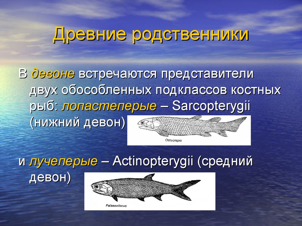 3 примера костных рыб. Костные рыбы представители. Отряды костных рыб. Костные рыбы презентация. Подкласс лопастеперые представители.