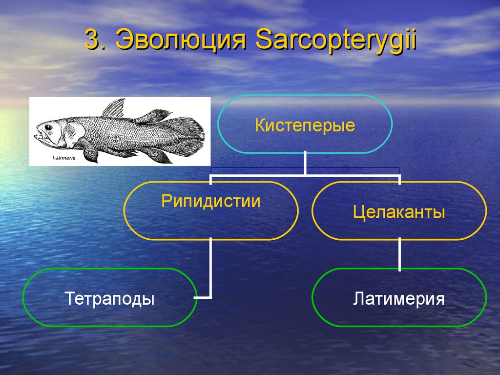 Обоснуйте эволюционное значение кистеперых. Рипидистии. Костные рыбы кистеперые. Кистеперые рыбы внешнее строение. Тип развития кистеперых рыб.