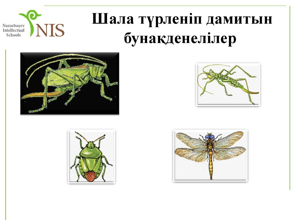 Ағзалардың жеке дамуы түсінігі 7 сынып презентация