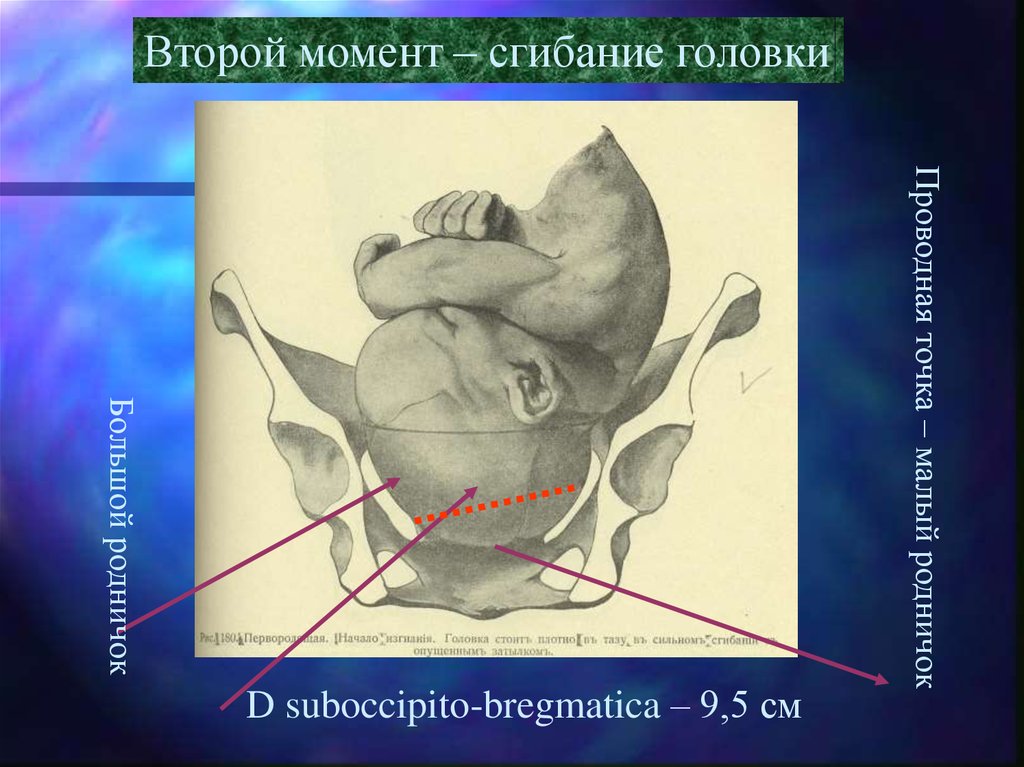 Второй момент. Физиологические роды течение. Сгибание головки плода. Течение родов презентация. Описание течения родов.