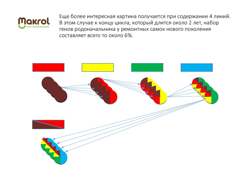 Лини ген. Линии в кролиководстве. Как создать свою линию в кролиководстве. Набор генов.