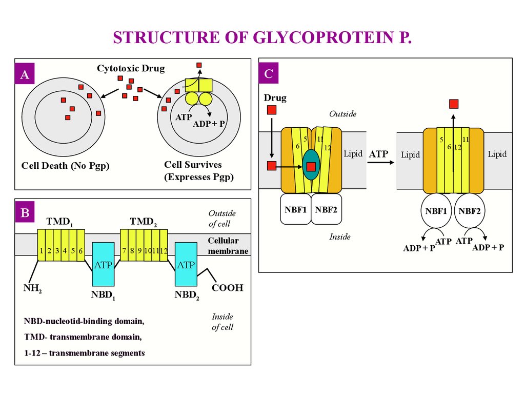 П гликопротеин функции. Гликопротеин р выполняет функцию. Р-гликопротеин и лекарства. MDR маркер резистентности. Ген резистентности
