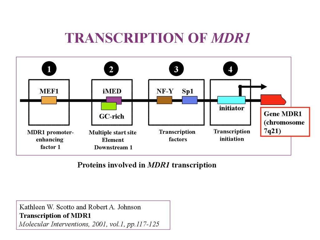 МДР ген. Mdr1 мутация. МДР 1. Мутация Гена mdr1. Ген резистентности