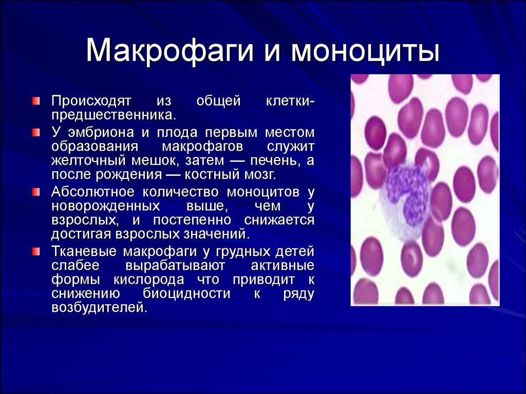 Макрофаги 1 3. Гранулярные макрофаги. Структура моноцитов крови. Моноциты это фагоциты. Моноциты и макрофаги.