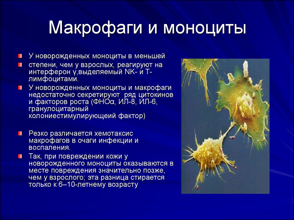 Макрофаги 1 2. Макрофаги. Моноциты и макрофаги. Активный Макрофаг. Макрофаги выделяют.