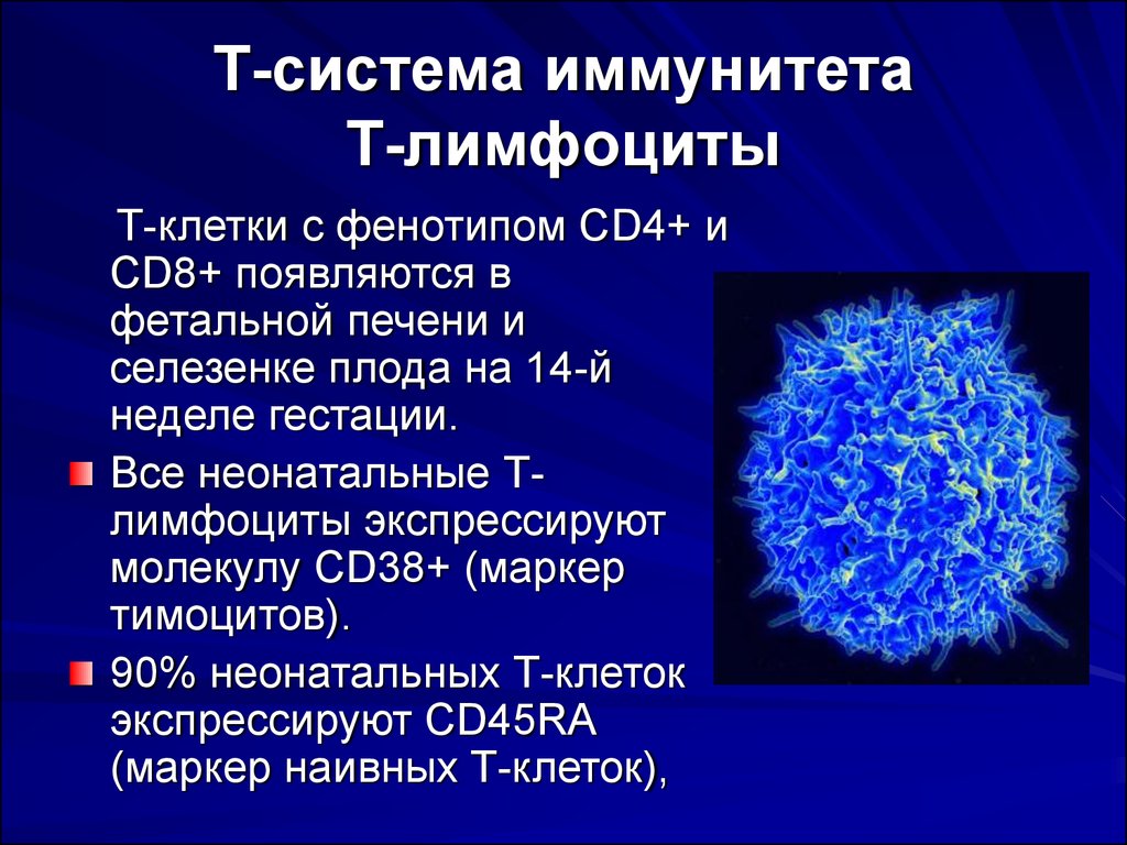 Продуцируют лимфоциты. Т- лимфоциты клетка. Что такое т-лимфоциты в иммунитете. Лимфоциты клетки иммунной системы. Т-лимфоциты и в-лимфоциты.