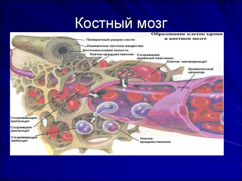 Вред костный мозг. Структуры красного костного мозга иммунология. Костный мозг анатомия человека. Строение костного мозга. Костный мозг Геншин.