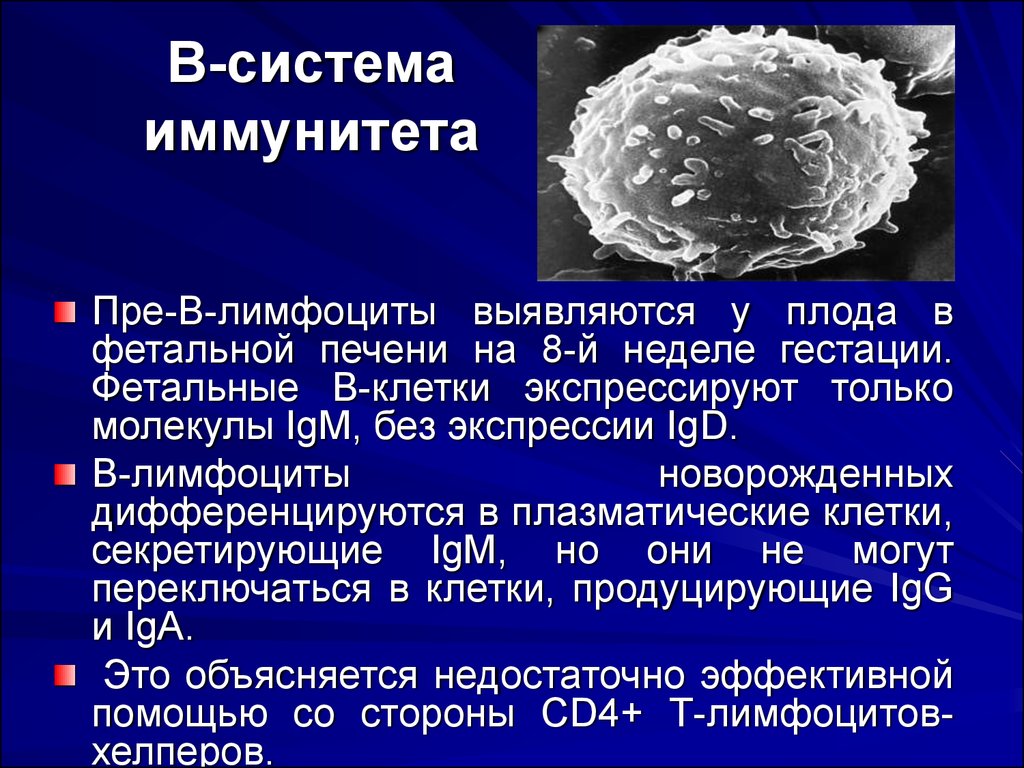 Что такое лимфоциты. В-лимфоциты иммунной системы. В1 лимфоциты дифференцируются. Т-лимфоциты и в-лимфоциты. Б клетки иммунной системы.