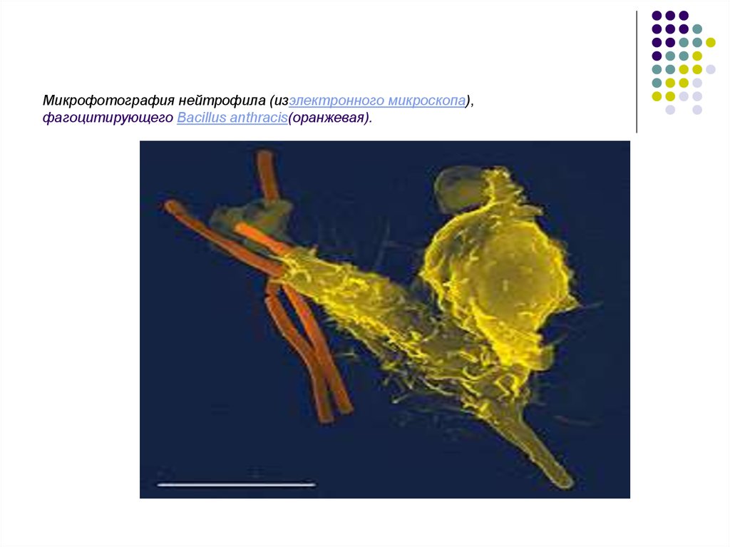 Микрофотография нейтрофила (изэлектронного микроскопа), фагоцитирующего Bacillus anthracis(оранжевая).