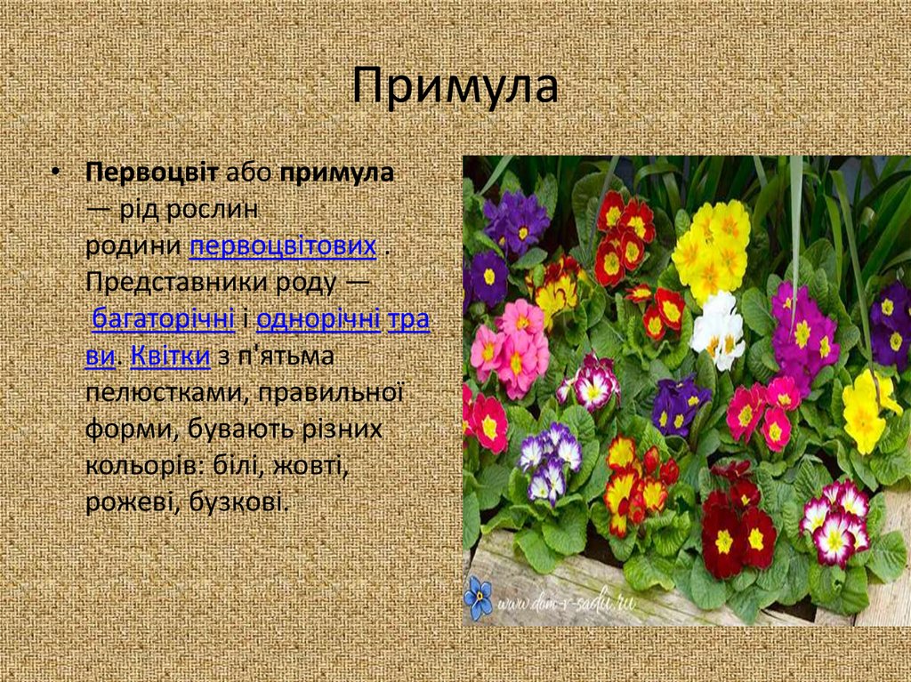 Цветок примулы фото и описание