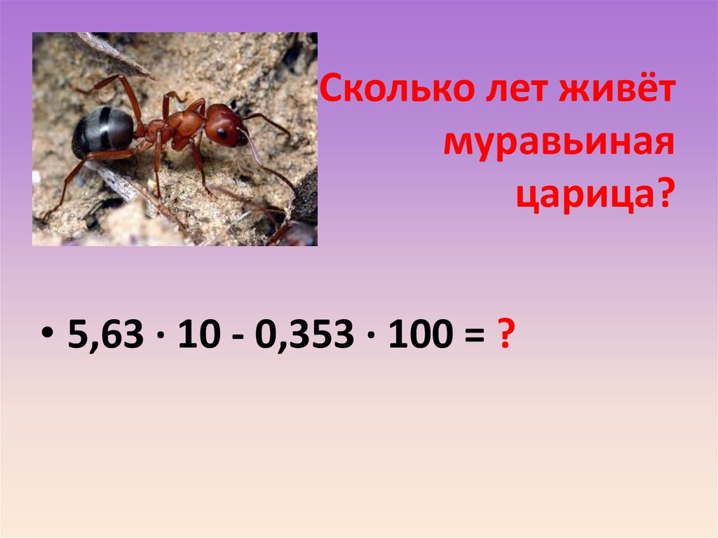 Сколько лет живут муравьи. Сколько живет муравьиная Королева. Сколько лет живут. Сколько в среднем живет колония муравьев.