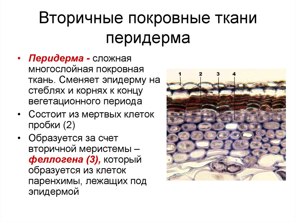 Вторичная ткань. Покровная ткань перидерма. Вторичная покровная ткань перидерма. Эпидерма перидерма ризодерма. Ткань, состоящая из мёртвых клеток эпидермы.