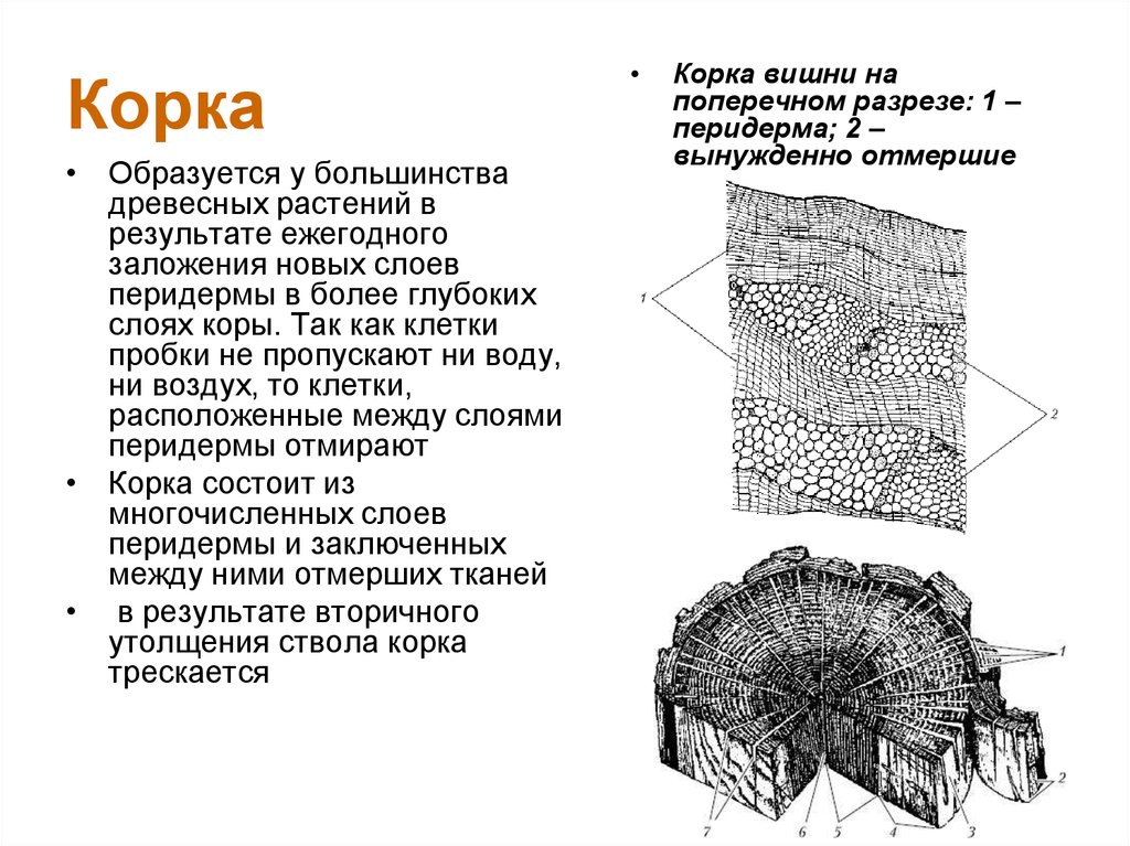 На каком рисунке изображена покровная ткань якласс