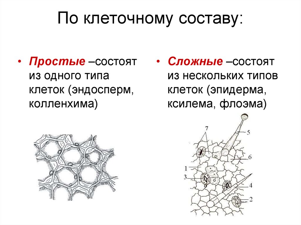 Простейшие состоят из. Эпидерма Ксилема. Флоэма Ксилема колленхима. Эпидерма колленхима. Колленхима состоит из клеток.