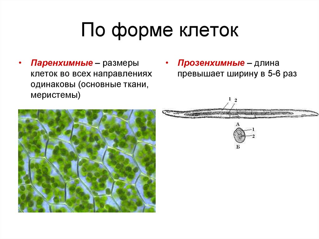 Величина клеток. Формы клеток паренхимные и прозенхимные. Формы растительных клеток паренхимные и прозенхимные. Формы растительных клеток. Паренхимные и прозенхимные клетки строение.