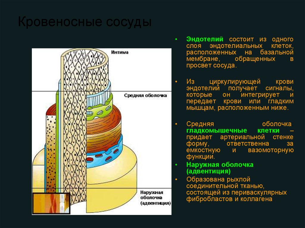 Состоит из 1 слоя клеток. Слои сосудов. Сосуды состоят из. Базальный слой сосудов. Сосуд состоящий из одного слоя клеток.