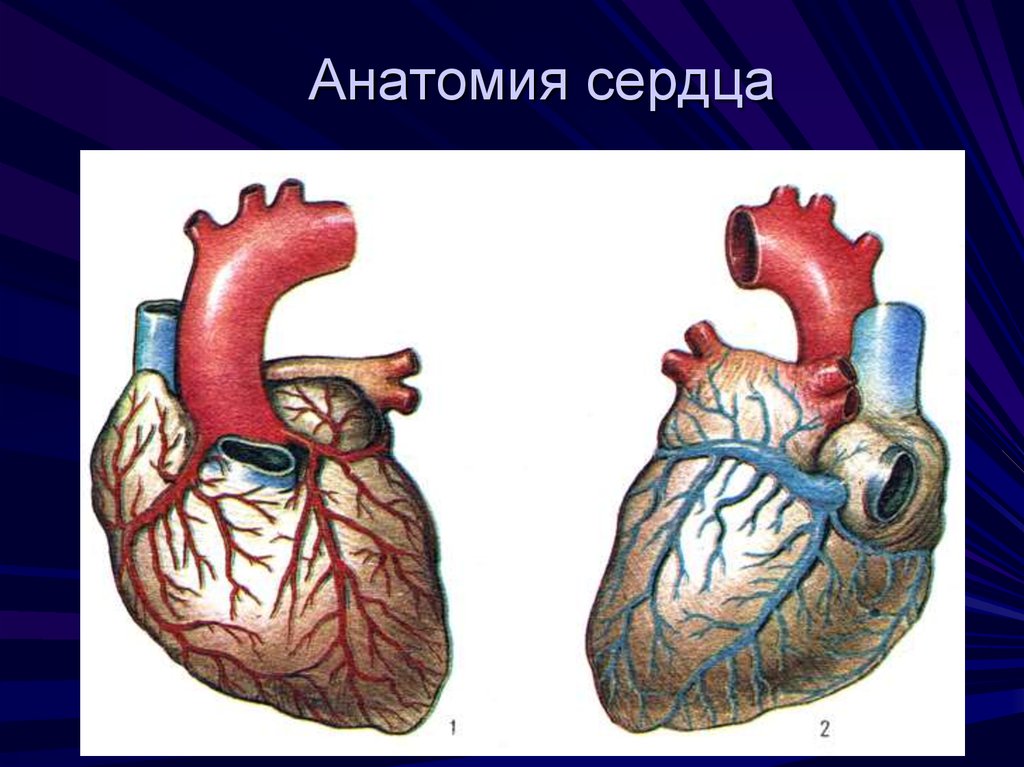 Сердцем отличай. Гигиена сердечно-сосудистой системы. Сердечно сосудистая система. Сердце сердечно сосудистая система анатомия. Гигиена сердечно-сосудистой системы рисунок.