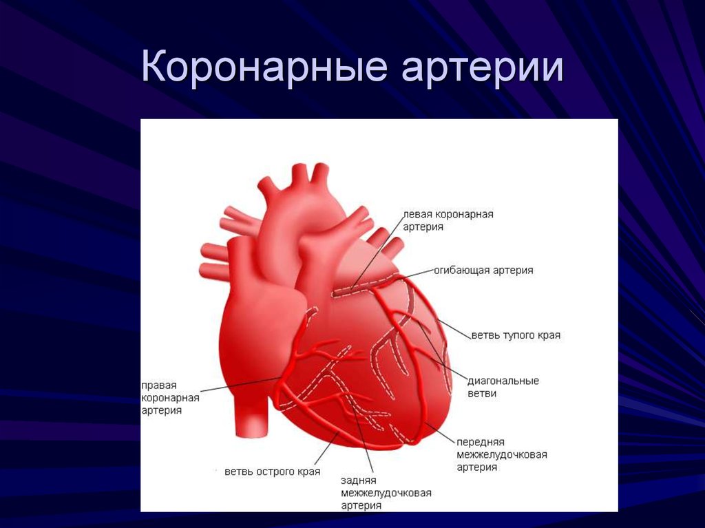 Правая сердечная артерия. Венечные артерии сердца анатомия. Эпикардиальные коронарные артерии. Коронарные и венечные сосуды сердца. Эпикардиальные коронарные сосуды.