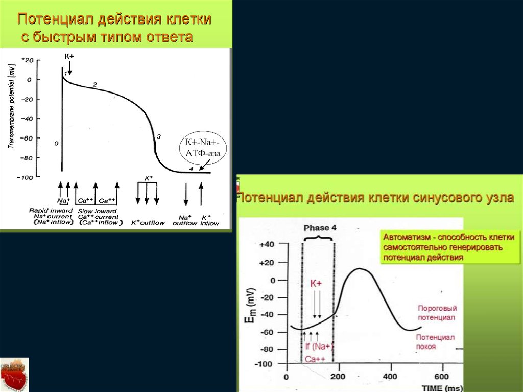 Быстрого типа. Потенциал клетки. Генерация потенциала действия. Потенциал действия клетки с быстрым типом. Фазы потенциала действия автоматизм.