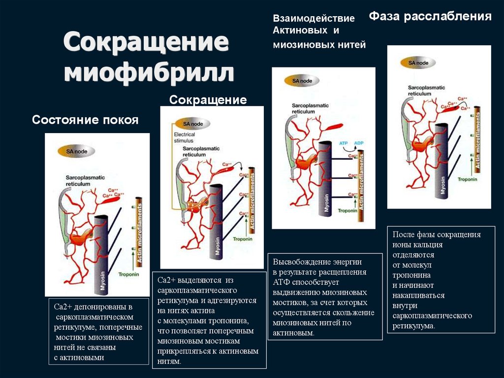 Фаза расслабления. Фазы сокращения миофибрилл. Сокращение миофибрилл. Механизм сокращения миофибрилл. Сокращение митфибрилла.