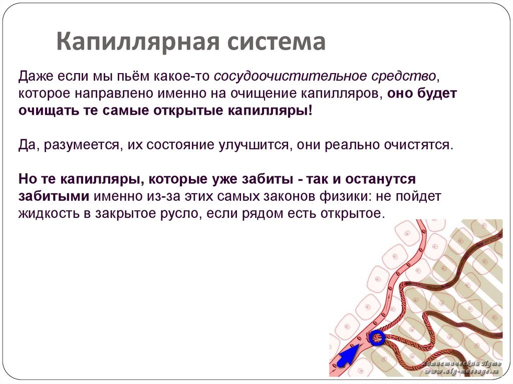 Капилляры система. Капилярнарная система. Очищение капиллярного русла. Капиллярная чистка.