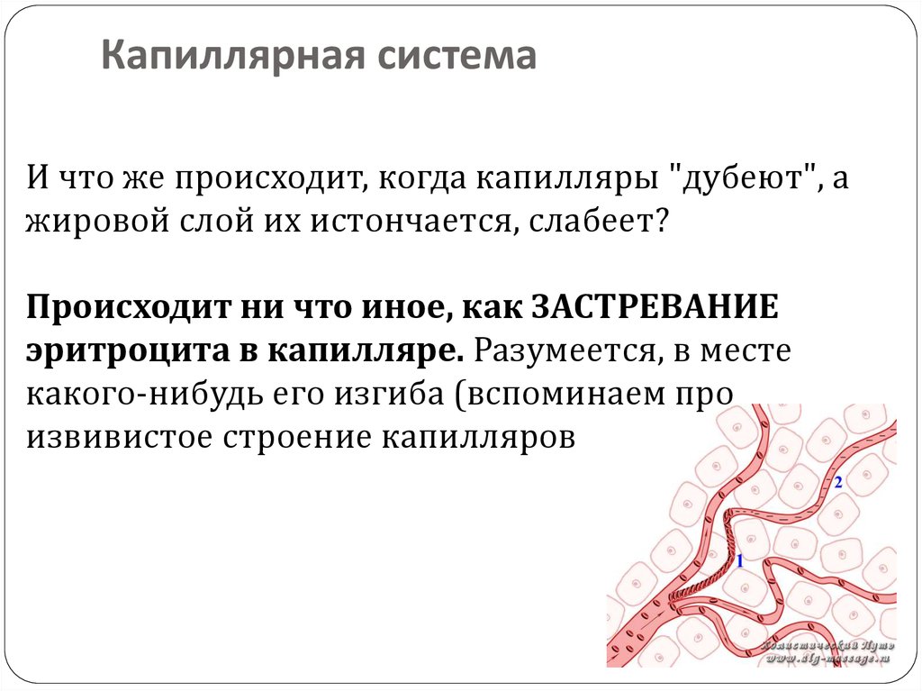 Капилляры система