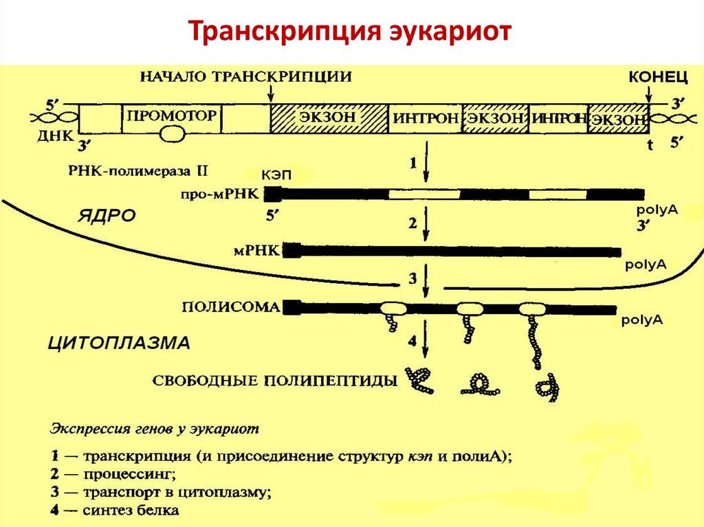 Полимеразы прокариот. Транскрипция у эукариот. Транскрипция у эукариот кратко. Процессы транскрипции и трансляции у прокариот и эукариот. Транскрипция генов эукариот.