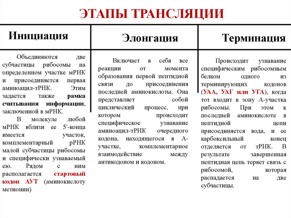 Этапы инициации трансляции. Этапы трансляции инициация элонгация терминация. Терминация трансляции этапы. Опишите этапы трансляции. Стадии трансляции кратко.