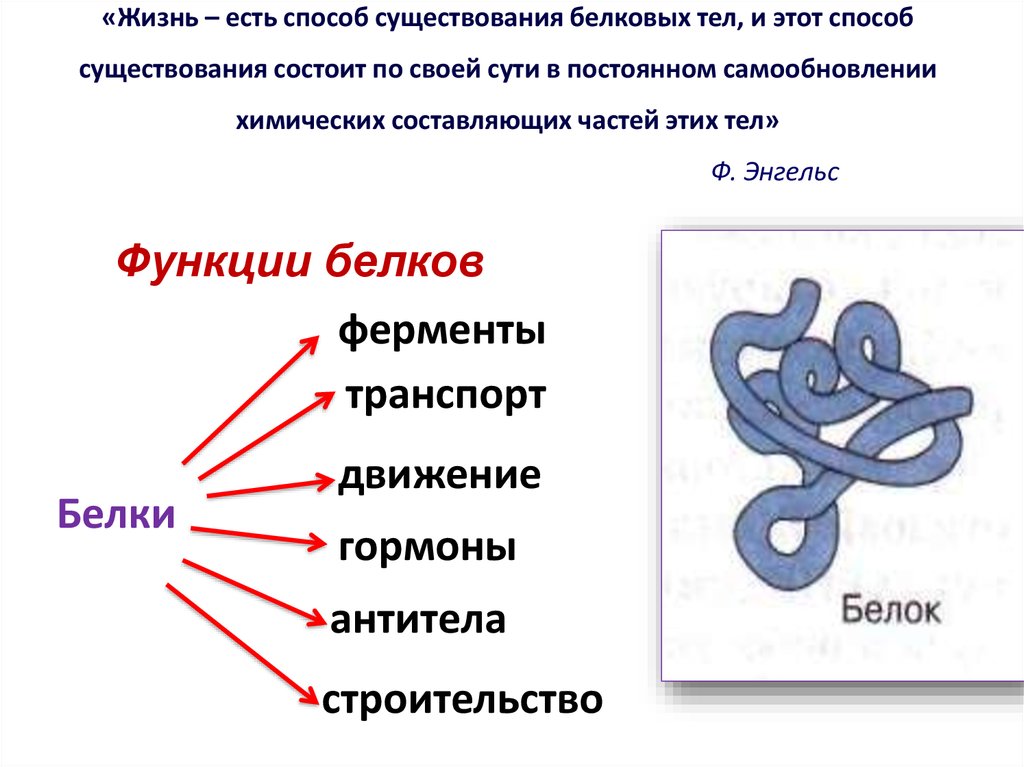 Функции белков биосинтез белков