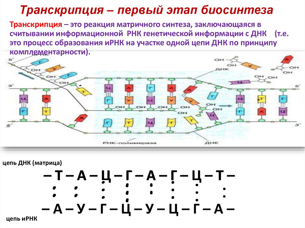 Ирнк начинается с 3. Схема процесса транскрипции. Этап транскрипции в синтезе белка. Биосинтез белка транскрипция этапы транскрипции. Транскрипция биология схема.