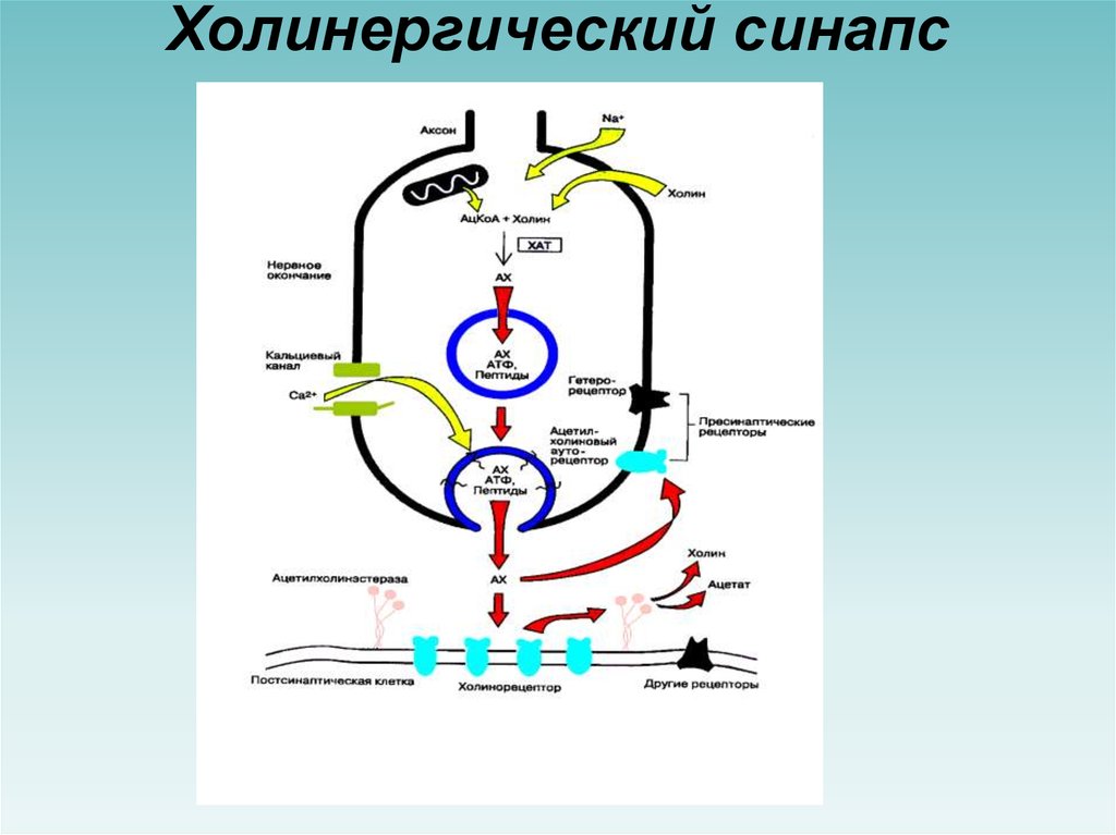 Рассмотрите рисунок холинергического синапса что обозначено цифрами 1 3