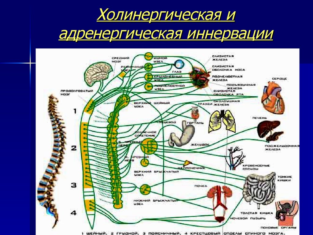 Симпатическая нервная система анатомия презентация