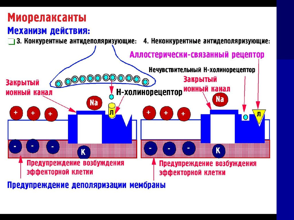 Холинолитики механизм действия. Механизм адренергических и холинергических влияний на сердце. М-холинолитики механизм действия. Характеристика адренергических и холинергических рецепторов.