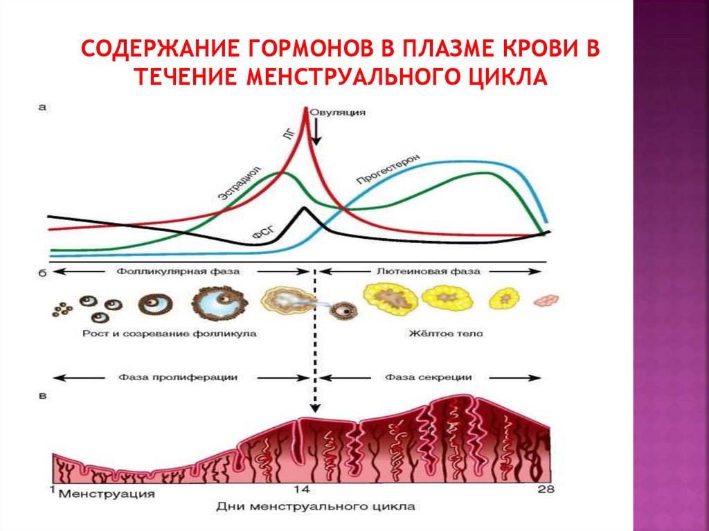 Используя данные диаграммы объясните функцию эстрогена в менструационного цикла