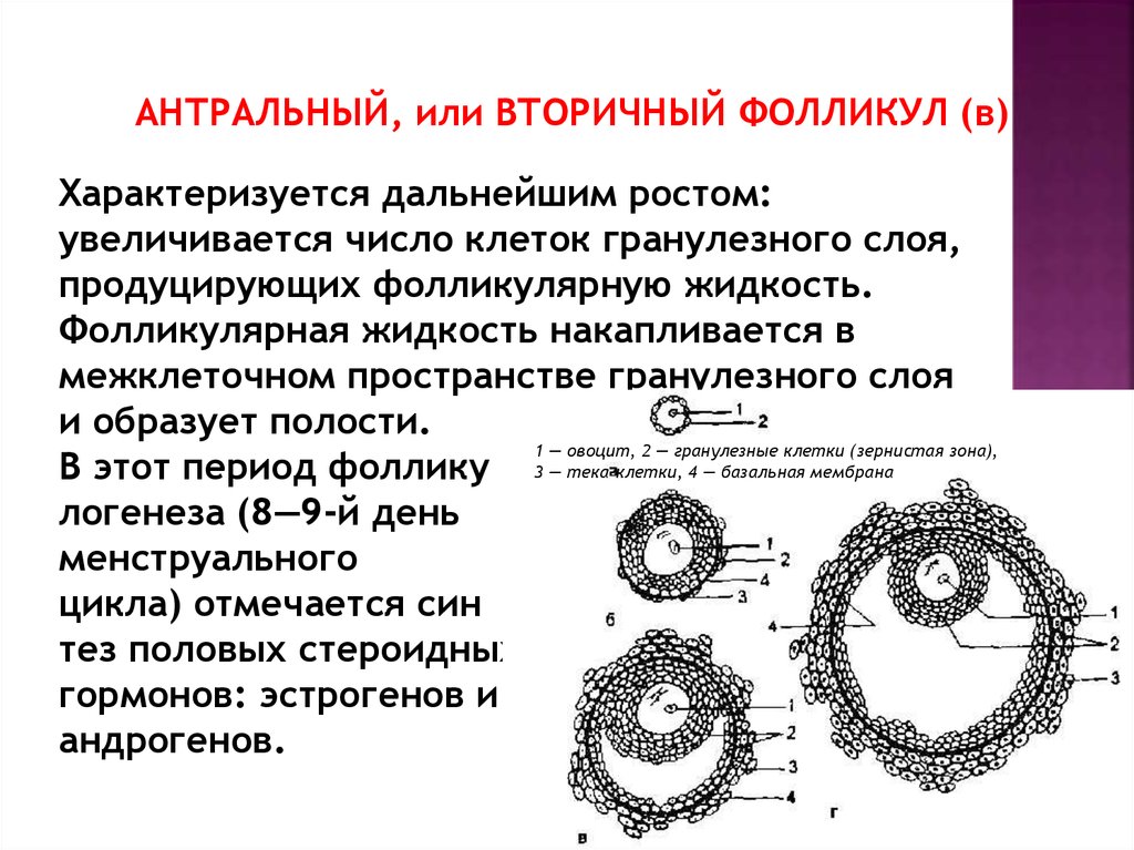 Увеличения числа клеток. Гранулезные клетки фолликула. Первичный фолликул состоит из. Фолликулярная оболочка яйцеклетки. Вторичный фолликул.