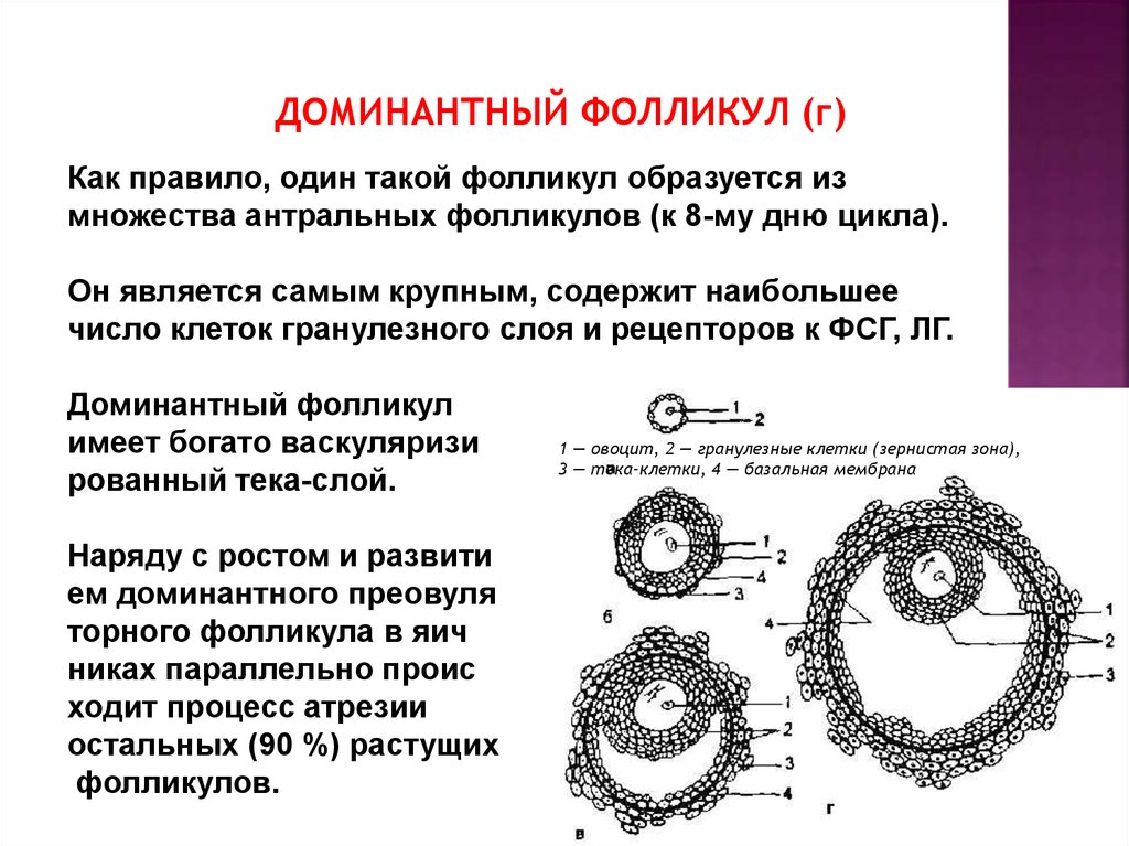 Цикл фолликула. Текальная оболочка яйцеклетки. На 3 день цикла доминантный фолликул 9 мм. Доминирующий фолликул. Строение доминантного фолликула.