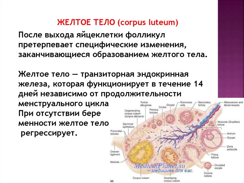 После овуляции желтое. Желтое тело формируется. Желтое тело функционирует. Образование желтого тела.