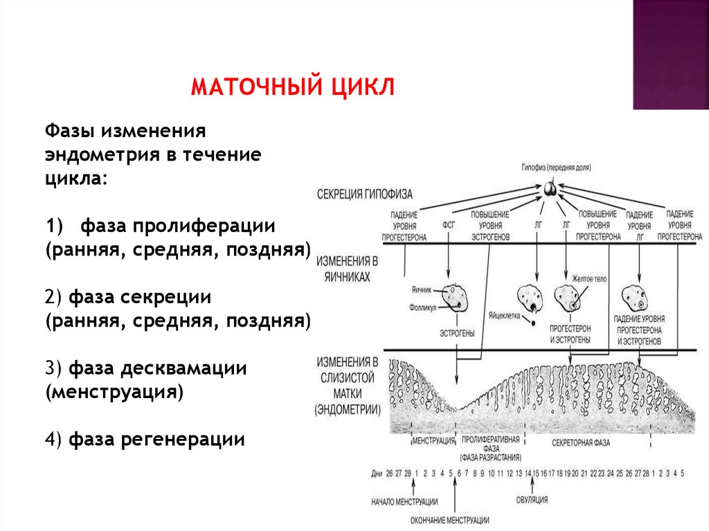 Течение цикла. Маточный цикл 4 фазы схема. Фаза регенерации эндометрия. Фазы десквамации пролиферации и секреции маточного цикла. Средняя фаза секреции эндометрия.