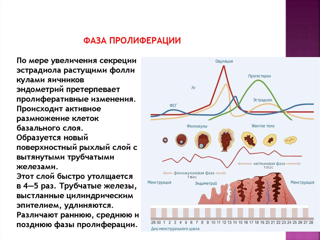 Вторая стадия цикла. Лютеиновую фазу цикла. Фаза секреции прогестерон. Прогестерон 53 в лютеиновой фазе. Яичный цикл фазы цикла.