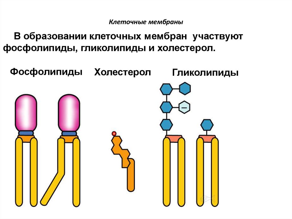 Участвует в образовании клеточной. Фосфолипиды клеточной мембраны. Фосфолипиды и гликолипиды. Фосфолипиды и гликолипиды в мембране. Фосфолипиды в мембране клетки.